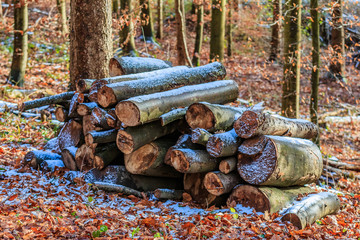 Holzstapel im Wald © Frank
