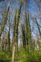 Naturparadies an der Mur: Murauen