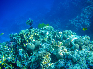 Fototapeta na wymiar Underwater coral reef on the Red sea. Sinai peninsula, Egypt