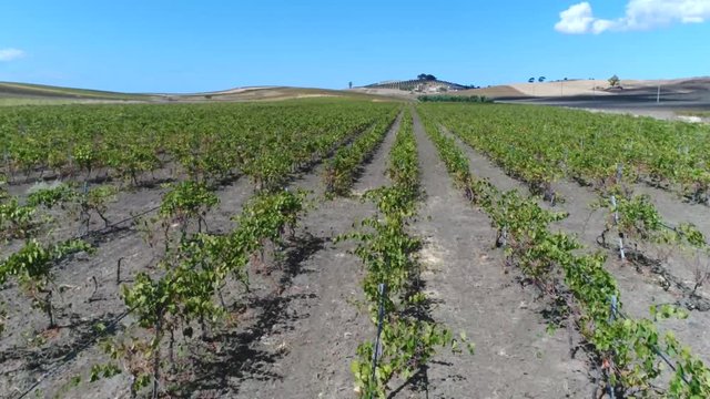Aerial flying over vineyard low altitude showing grape plants setup in rows these are grown mainly for winemaking but also raisins table grapes growing these plants it is also known as viticulture 4k
