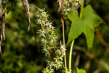The flower of a wild cucumber growing on the river bank.