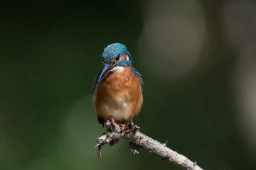 Eisvogel