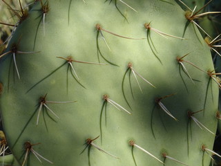Woestijn Cactus Cactussen Stekels en Spikes Close Up Detail