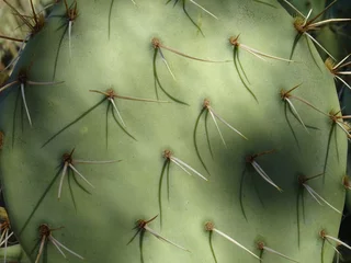 Foto op Plexiglas Pistache Woestijn Cactus Cactussen Stekels en Spikes Close Up Detail