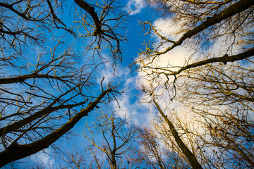 trees op in the sky