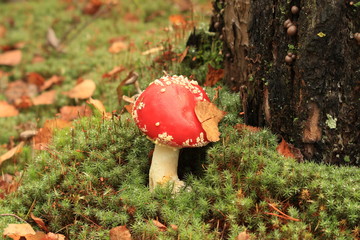 fly agaric in the autumn forest