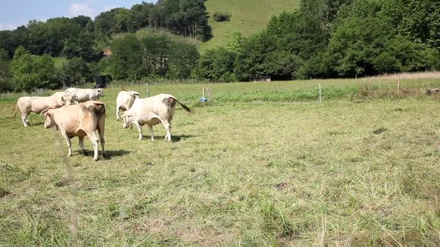 varias vacas de color blanco paseándose y comiendo en un prado vede con árboles y cielo azul al fondo
