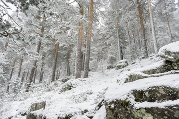 Christmas, beautiful landscape of snowy pines with fog, Port of Navacerrada in Madrid, Spain.
