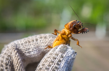  harmful insect, agricultural pest. pest control.