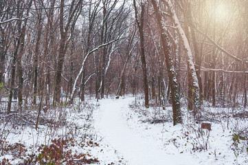 Pathway through a winter park. Snow covered trees in the grove.