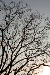 Trees with tortuous branches at sunset silhouette
