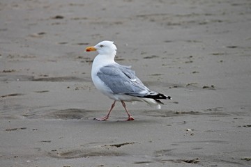 Möwe im Wind am Strand