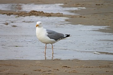 Möwe steht im Wasser am Strand