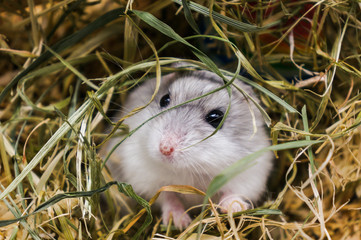 Hamster in the hay - 186034172