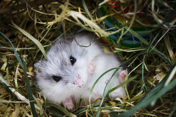 Hamster in the hay
