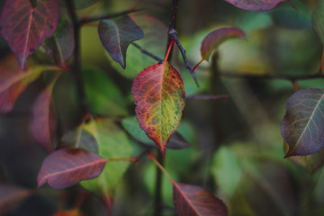 Colorful leaves on a branch