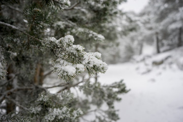 Christmas, beautiful landscape of snowy pines with fog, Port of Navacerrada in Madrid, Spain.