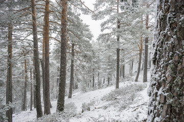 beautiful landscape of snowy pines with fog, Port of Navacerrada in Madrid, Spain.