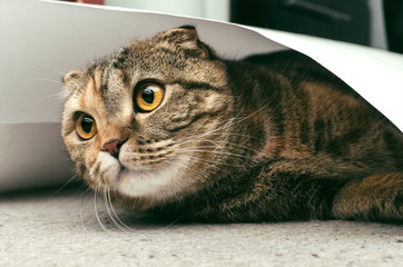 Cat hides under a sheet of paper and is laying on the floor.