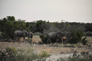 Wildebeest Herd at Sunset
