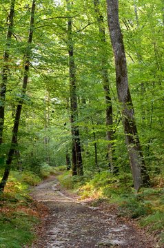 Sologne en automne