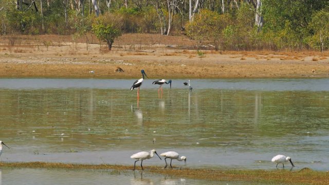 wide shot of the variety of  wildlife such as kangaroo, spoonbill and black necked stork at bird billabong in mary river national park near kakadu