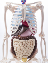 anatomical model of a human skeleton and internal organs on a white background