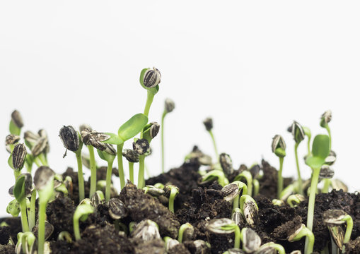 Sunflower Sprouts 