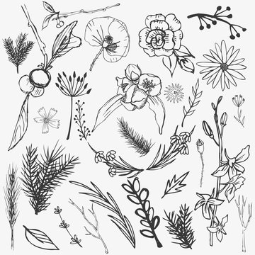 Hand sketched vector vintage elements laurels, leaves, flowers . Wild and free.