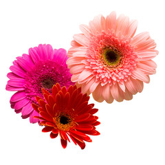 Bouquet of beautiful delicate flowers gerberas isolated on white background. Fashionable creative floral composition. Summer, spring. Flat lay, top view