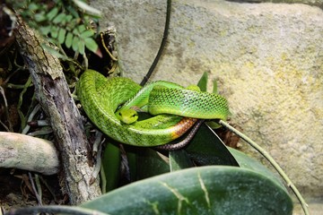 Serpent vert dans son terrarium