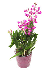 Naklejka na ściany i meble Pink orchid flower Dendrobium kingianum in a pot isolated on white background. Fashionable creative floral composition. Summer, spring. Flat lay, top view. Love. Valentine's Day