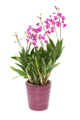 Pink orchid flower Dendrobium kingianum in a pot isolated on white background. Fashionable creative floral composition. Summer, spring. Flat lay, top view. Love. Valentine's Day