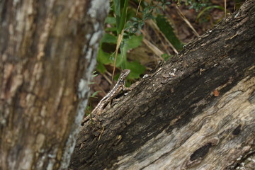 Texas Spiney lizard found while hiking through cedar hill nature preserve 