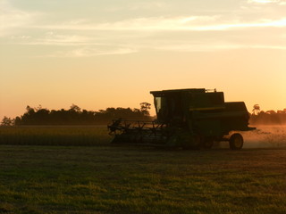 harvest with a combine harvester in Paraguay