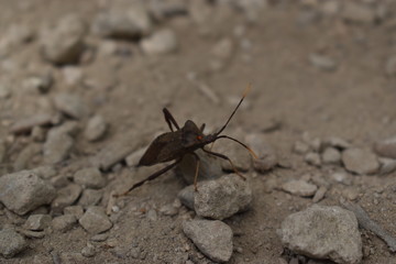 Leaf-footed bug discovered on a hike through cedar hill nature preserve 
