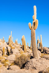 Cactus Island, Uyuni
