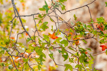 colores del otoño 