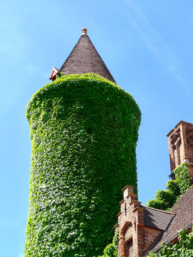 ancient tower all ivy