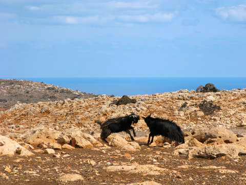 Greece. Wild landscape of Crete island. Two goats are fighting on rocky coast, which is located high above sea.