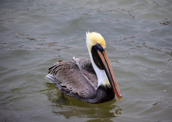 Pelican Slant Left/Brown male Pelican floating in water