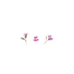 Watercolor illustration of lilac geranium flowers isolated on white background