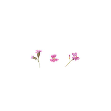 pink flowers on white background clip art preview