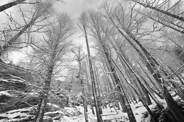 Frozen trees