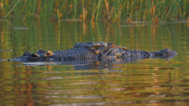 low angle close up of a large saltwater crocodile at the surface of the water-recorded at corroboree billabong near kakadu