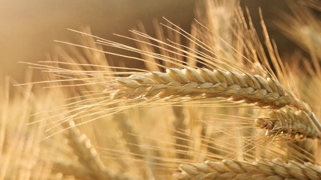 Ear of wheat, closeup. Crops field. 2.