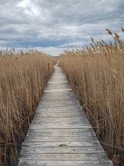 Fototapety  Promenada przez bagna może być doskonałym miejscem na ciszę i samotność. Znajduje się w Nowej Anglii na atlantyckim wybrzeżu Massachusetts