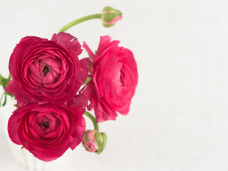 Fototapeta premium Pink ranunculus close up, top view