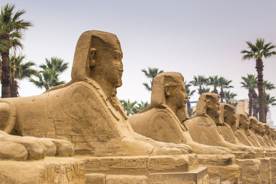 Avenue of Sphinxes, Luxor Temple, Luxor, Egypt