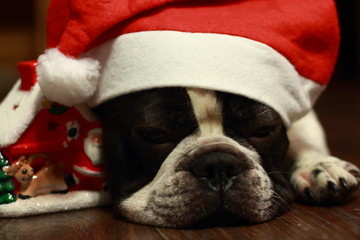 French bulldog, bulldog, new year, winter, Santa Claus, Christmas, holiday